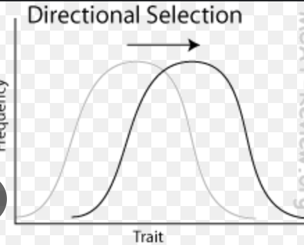 <p>Directional selection </p>