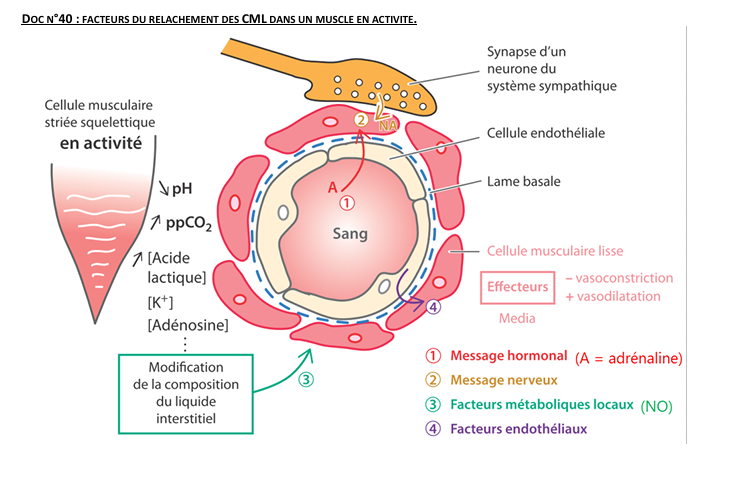<p></p><p><span>1⃣</span> <strong>Diminution du Ca²⁺ intracellulaire</strong><br>→ Moins de calcium = pas de contraction → <strong>relâchement</strong></p><p><span>2⃣</span> <strong>Métabolites du muscle actif</strong> (CO₂, H⁺, adénosine, K⁺, ↓O₂)<br>→ Provoquent une <strong>vasodilatation locale</strong></p><p><span>3⃣</span> <strong>Monoxyde d’azote (NO) = facteur paracrine</strong><br>→ ↓ Ca²⁺ via le GMPc → <strong>relaxation des CML</strong></p><p><span>4⃣</span> <strong>Diminution de l’effet sympathique vasoconstricteur = communication neuronale (PA)</strong><br>→ Moins de noradrénaline → <strong>relâchement</strong></p><p><span>5⃣</span> <strong>Hormones vasodilatatrices</strong> (adrénaline β₂, prostaglandines)<br>→ Activation de mécanismes relaxants = <strong>communication hormonale</strong></p>