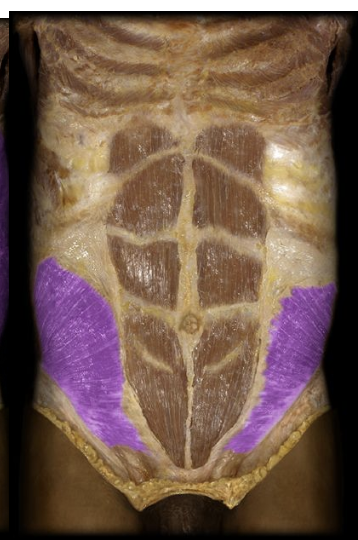 <p>Same as external, but fibers run oppositely. assets with flexion and lateral movement of torso</p>