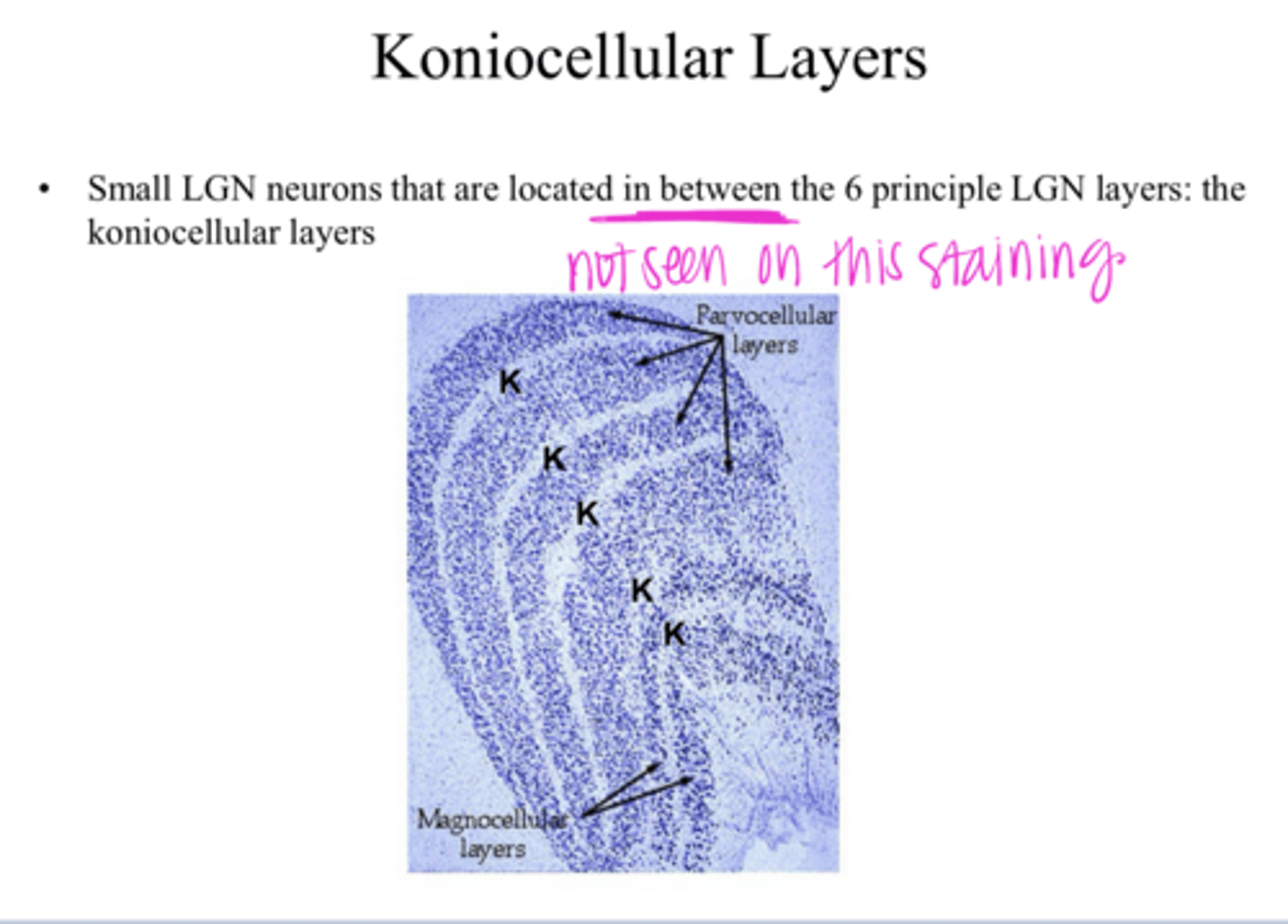 <p>Where are the koniocellular pathway neurons of the LGN located?</p>