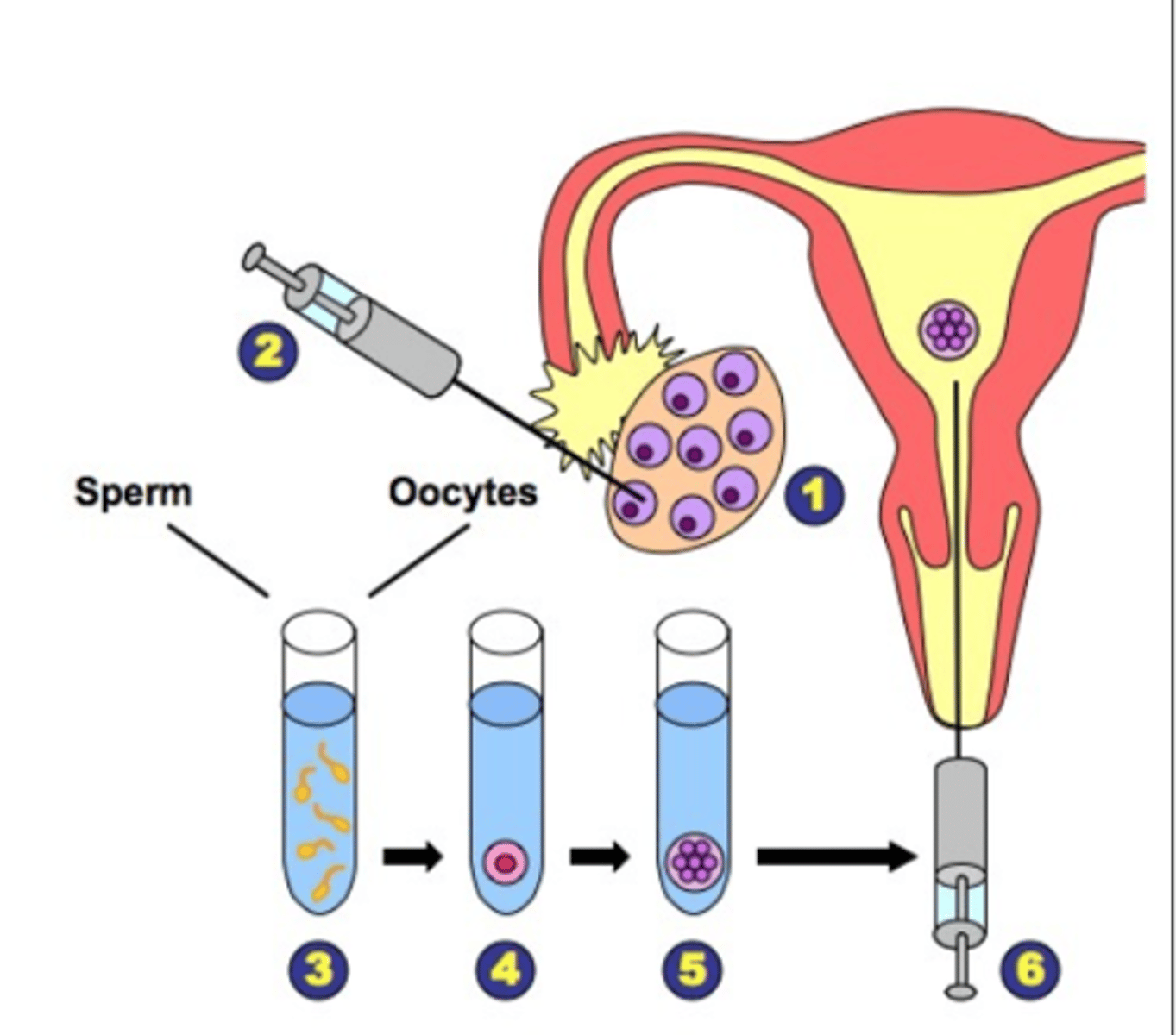 <p>1) The abolition of the nuclear family.</p><p>2) The use of artificial fertilisation - to allow women to have babies without male involvement and heterosexual relationships</p><p>3) Women-only communes</p>