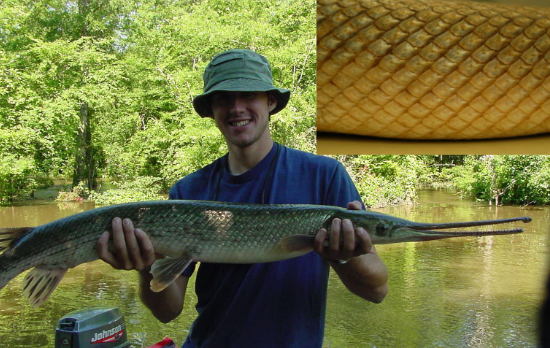 <p>CLASS ACTINOPTERYGII<br>Subclass Neopterygii<br>ORDER Lepisosteiformes<br>• 1 family, 2 genera, 7<br>species<br>• Appeared 200-150 million<br>years ago.<br>• Bony skeletons!<br>• Swim bladder vascularized<br>for air breathing<br>• Tolerate swampy low<br>oxygen conditions.<br>• Ganoid scales.<br>• Heterocercal tail<br>• Eggs– external fertilaztion<br>• Mostly North American</p>