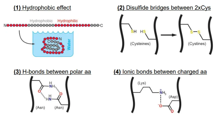 <ul><li><p>the hydrophobic effect</p></li><li><p>disulphide bridges between cysteines</p></li><li><p>H-bonds between polar amino acids</p></li><li><p>ionic bonds between oppositely charged amino acids</p></li></ul><p></p>