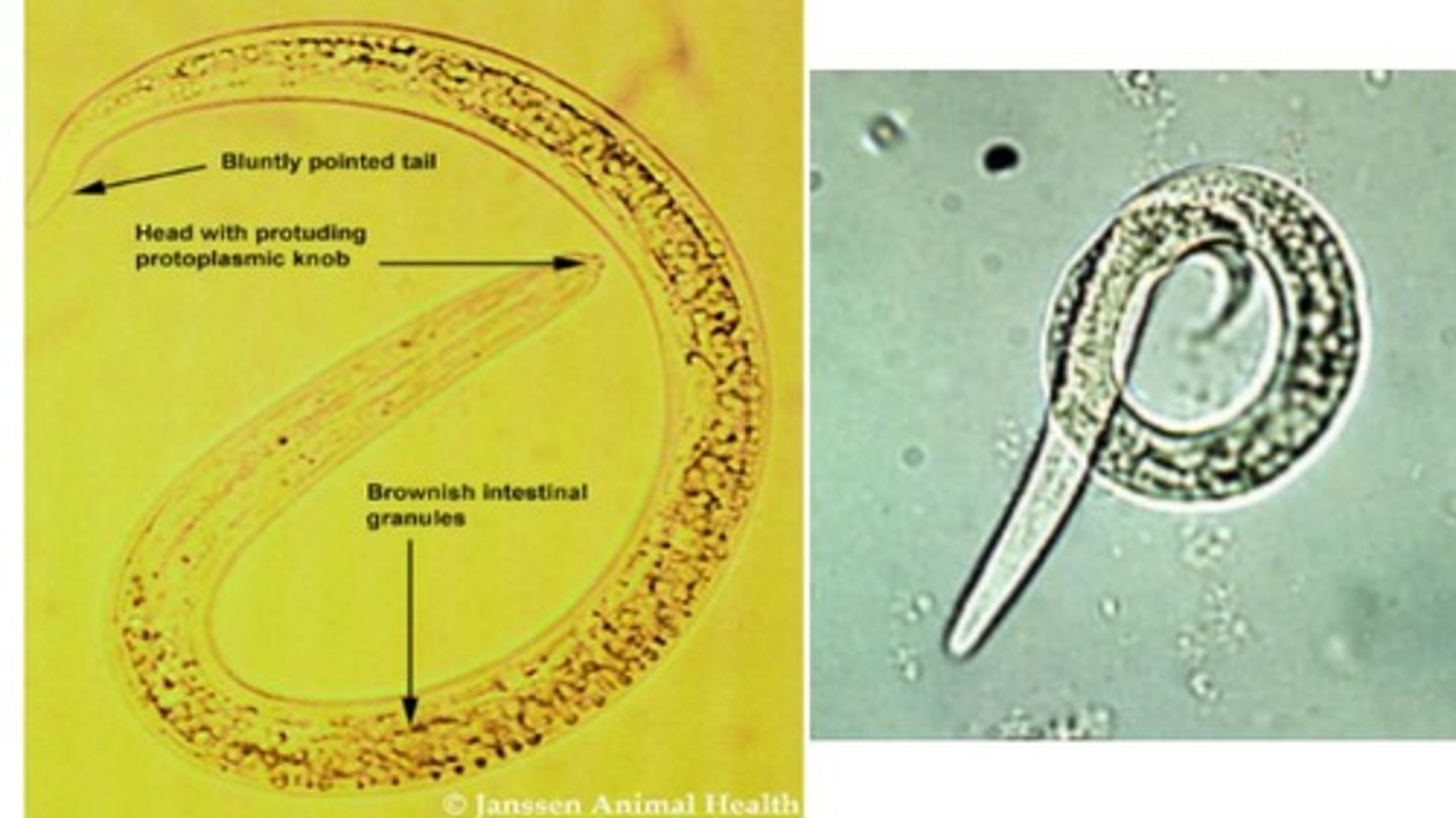 <p>Group of Trichostrongyloidea lungworms that infect the bronchioles, bronchi, & trachea</p><p>*Adults are plain, long, thin worms</p><p>-Baermann technique to recover L1 (blunt end, brown intestinal granules, & button at mouth)</p>