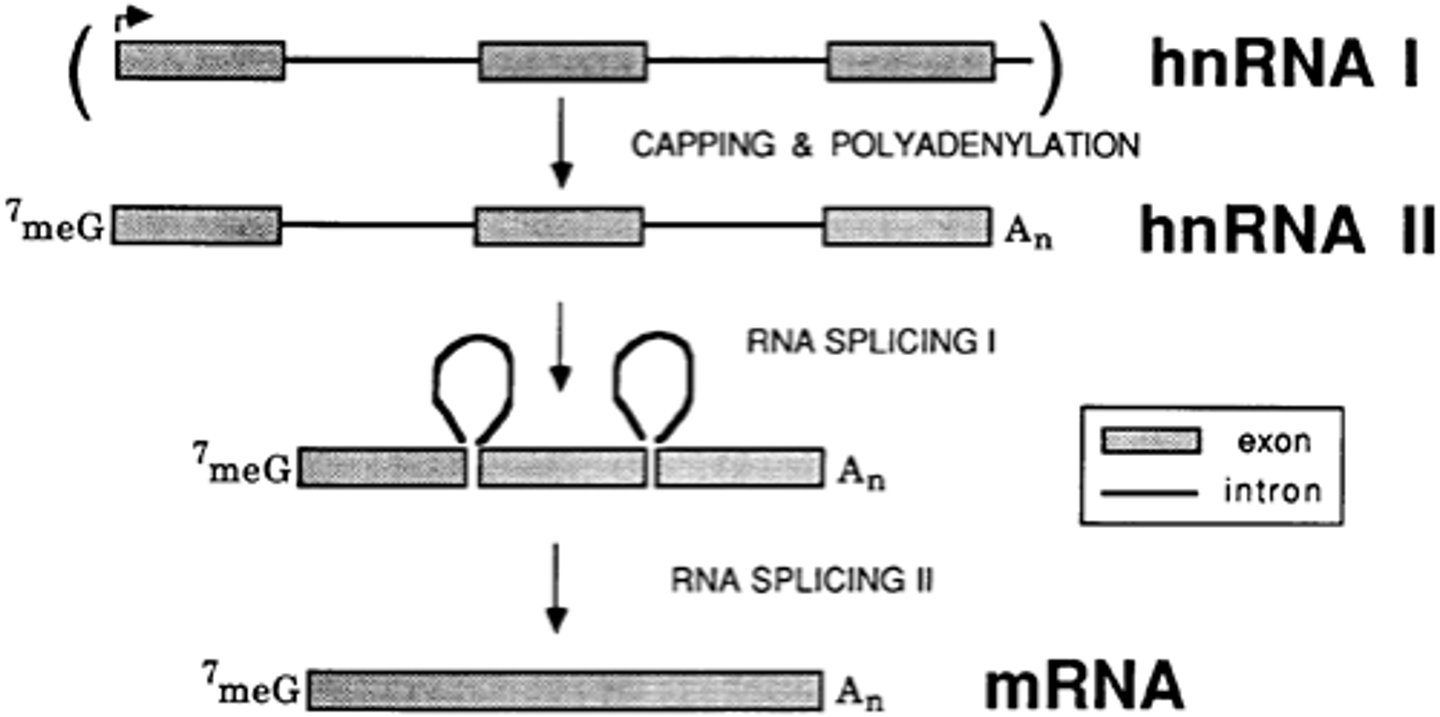 <p>heterogeneous nuclear RNA; has just been released from DNA and not processed yet</p>