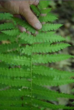 <p><em>Osmunda cinnamomea</em></p>