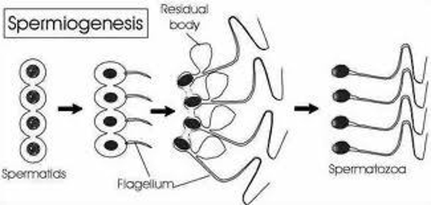 <p>Process of sperm maturation in seminiferous tubules.</p>