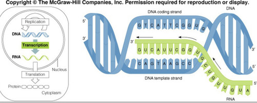 <p>This DNA strand is used to synthesize RNA. Other DNA strand is referred to as the DNA coding strand/ partner strand.</p>