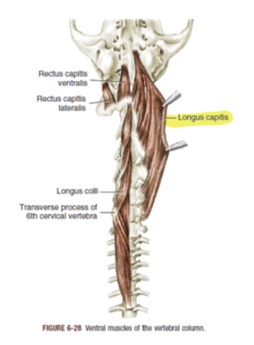 <p><span class="bgP">Innervate :</span>   cervical spinal nerves</p><p><span class="bgP">function</span> : flexion and lateral mov of the neck and head</p><p><span class="bgP">where :</span> from cervical to occipital bone</p>