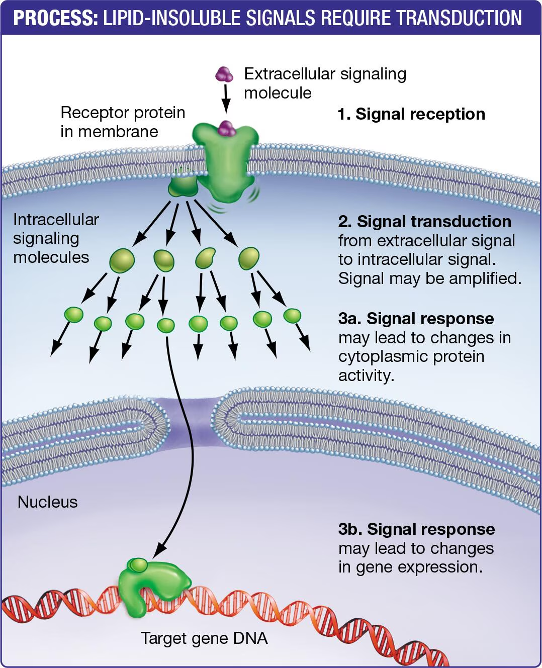 <ul><li><p>Receptors are transmembrane proteins</p><ul><li><p>Signal binding initiates a signaling pathway</p></li></ul></li></ul><ul><li><p>Instead of direct response, the receptors trigger <strong>signal transduction</strong></p><ul><li><p>Conversion of an extracellular signal to an intracellular signal</p></li></ul></li><li><p>Ex/</p><ul><li><p>Second messengers</p></li><li><p>Phosphorylation cascade</p></li></ul></li></ul><p></p>