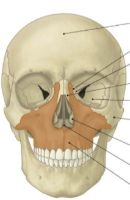<p>upper jaw, second largest facial bone, and major speech contribution, 2 of them</p><p>bounds to the mouth, attaches muscles and soft tissues important for speech, and makes up the hard palate, nose, and upper dental ridge</p>