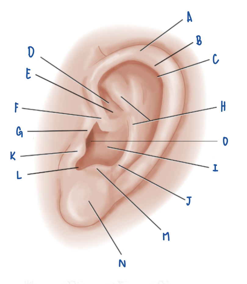 <p>Name the Part of the Pinna labeled M</p>