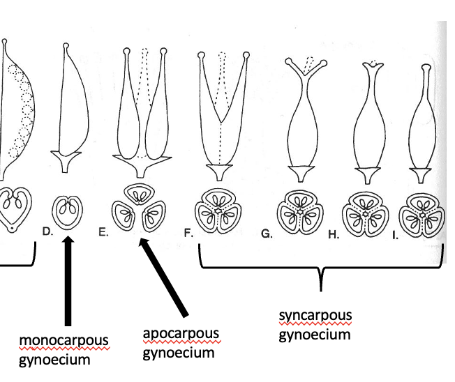 <p>apocarpous, monocarpous, syncarpous</p>