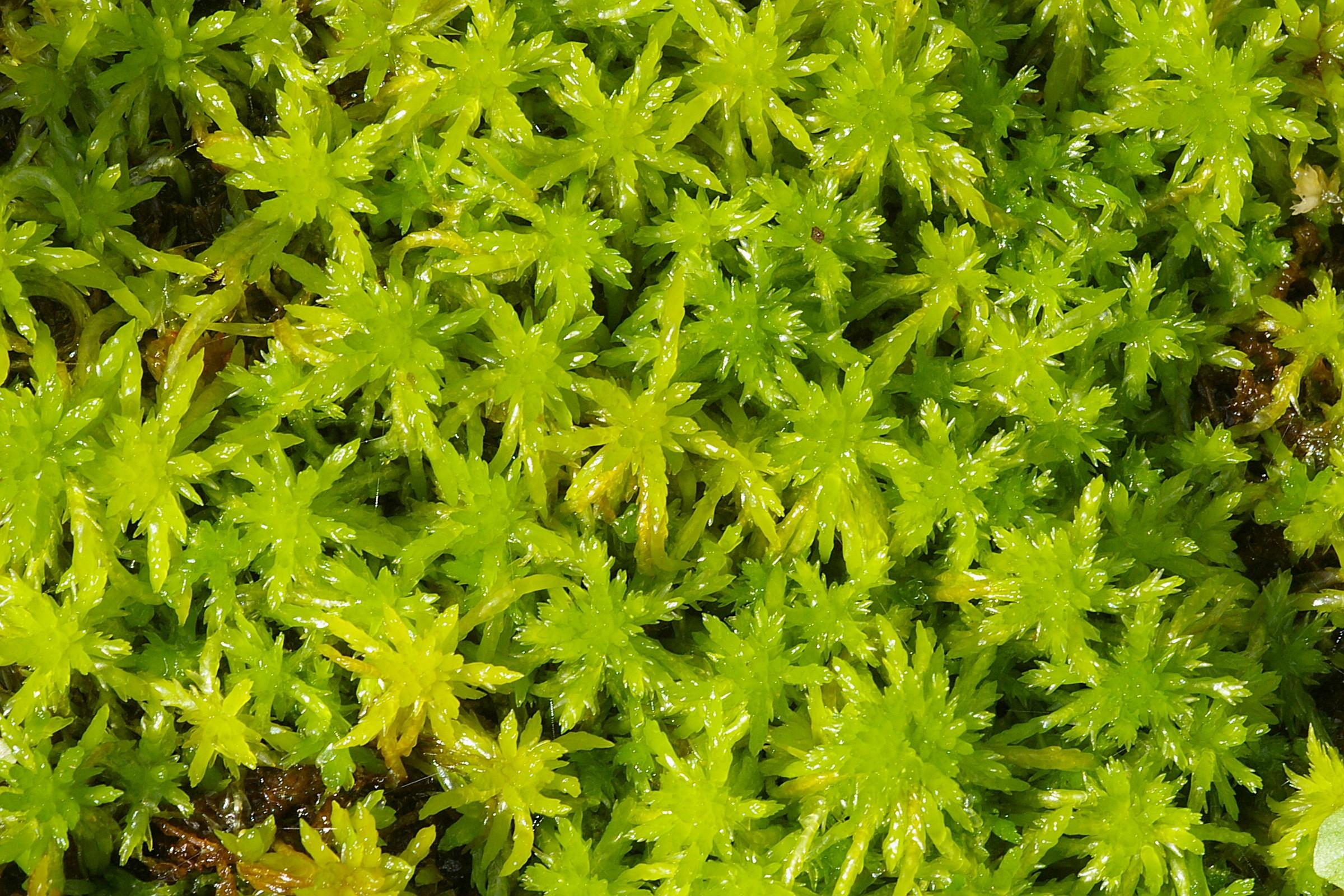 <p>Sphagnum moss </p>