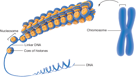a section of DNA coiled around a histone