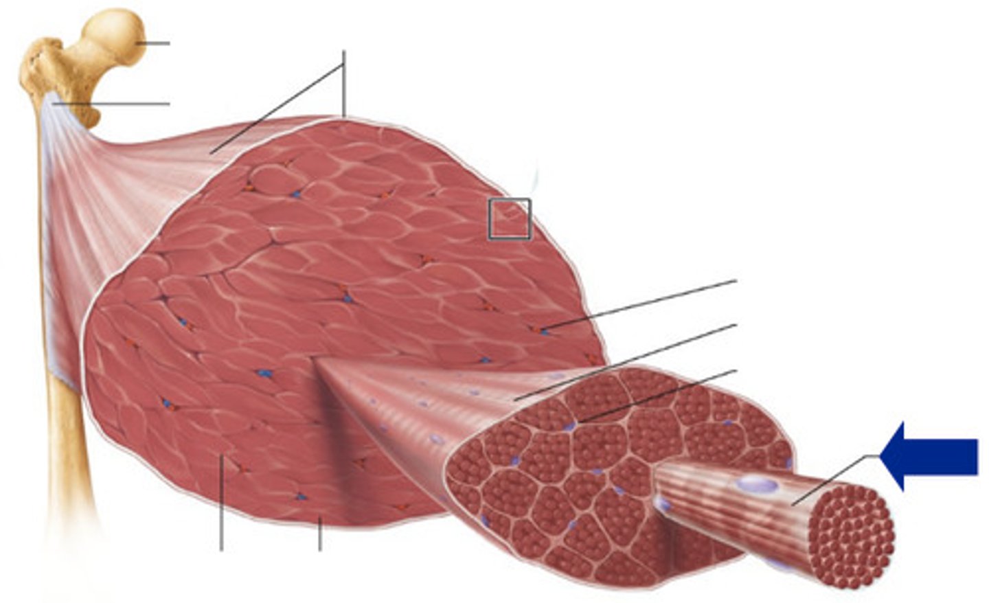 <p>Basic structural unit of muscle</p>