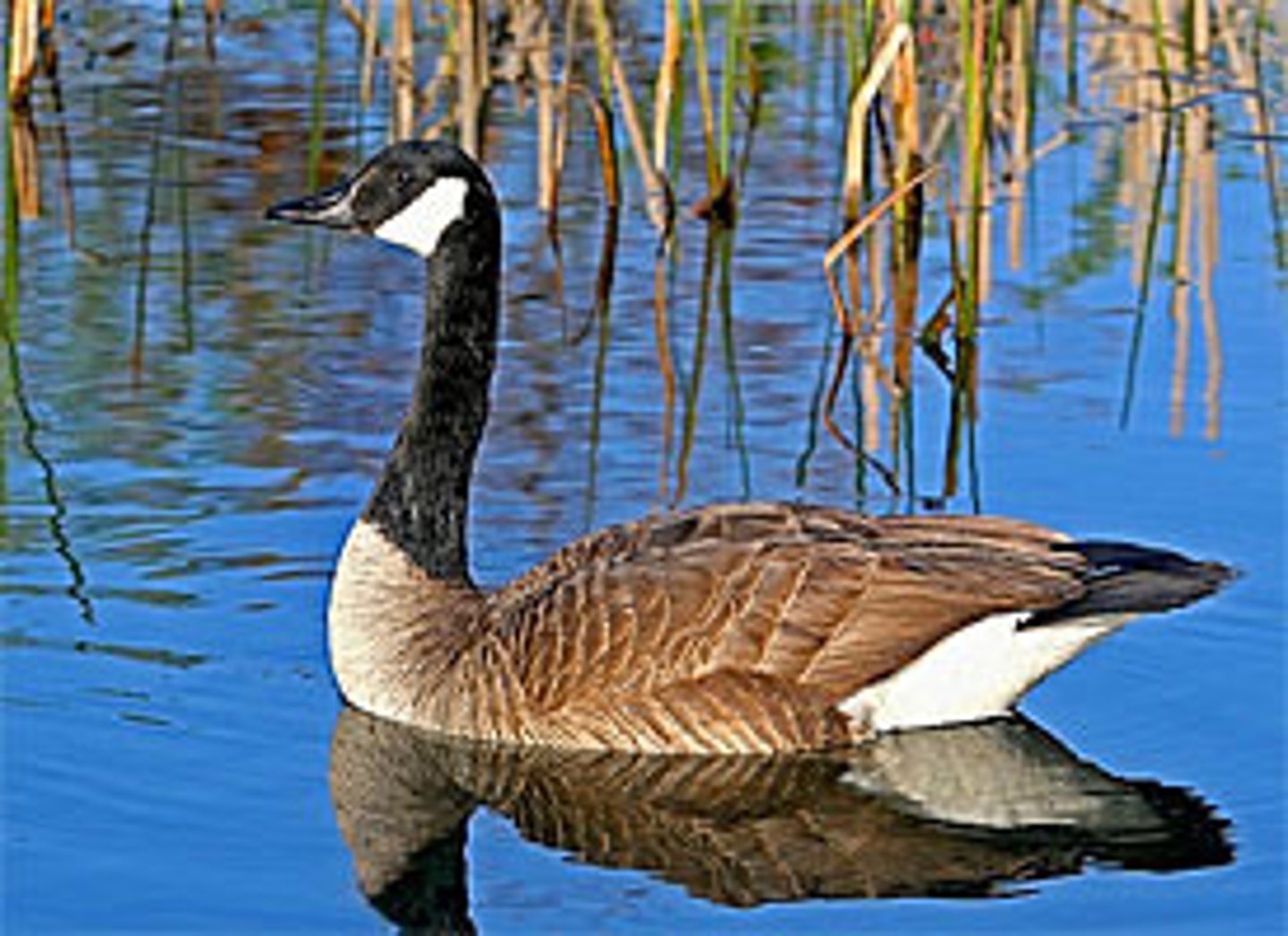 <p>Swans, geese, ducks</p><p>Waterfowl; webbed feet, flat bill; precocial young</p>