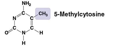 <p>CH3</p><p>Compound name: Methylated compound</p>