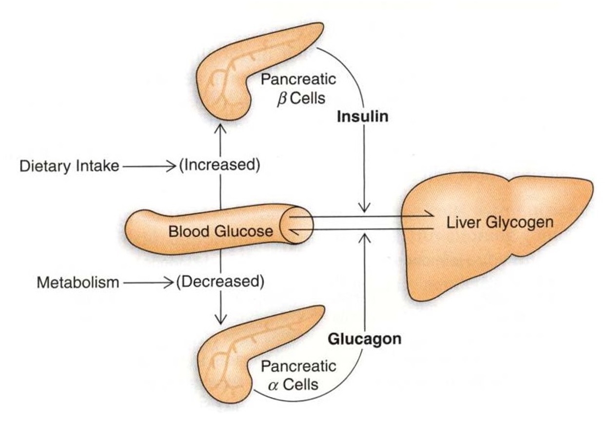 <p>refers to the physiological process that maintains stable levels of glucose in the bloodstream, ensuring adequate energy supply for cellular functions. This involves hormonal regulation by insulin and glucagon, among others. </p>