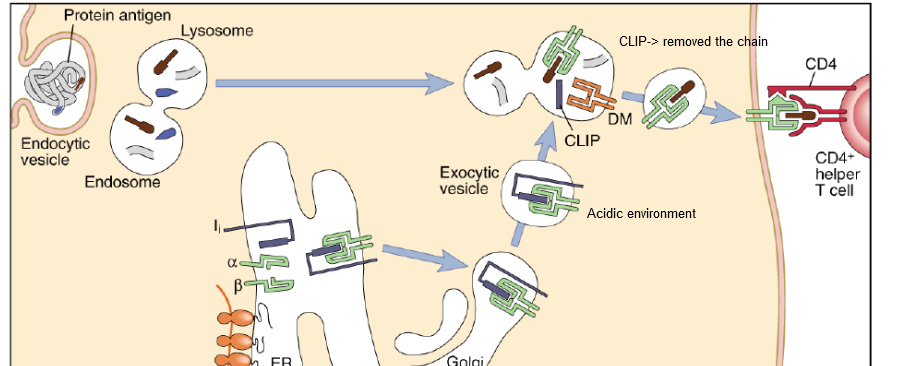 <p>The invariant chain directs newly synthesized MHC class2 molecules to acidified intracellular vesicles</p><p>To prevent premature binding of peptide and MHC→ the invariant chain is expressed. → binds the groove of MHC→ cleaved in acidified endosome→ short peptide fragment, CLIP→ blocks binding of peptide→ peptide loading → CLIP is released→cell surface</p>