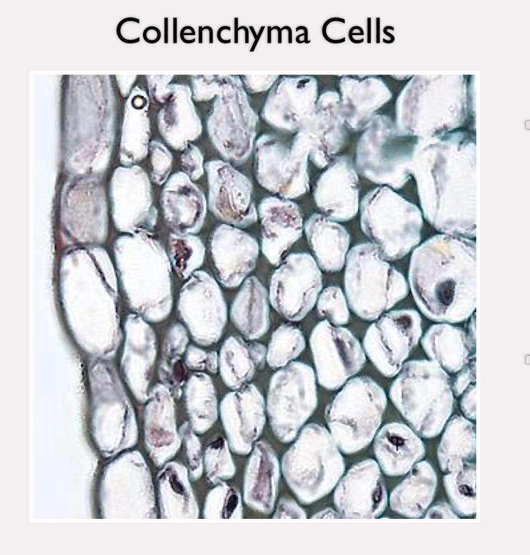 <p>no secondary cell wall</p><p>more rigid primary cell wall </p><p>important in support of young plants and stems of nonwoody plants</p><p>capable of elongation</p>