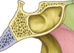 <p>A cavity or hollow space in a bone</p>