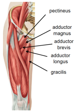 <p>lateral rotation and abduction of thigh + adduction of hip </p>