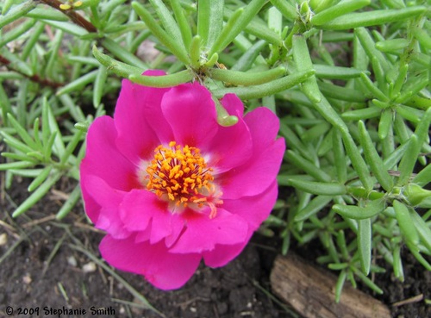 <p>Portulaca oleracea cv.</p>