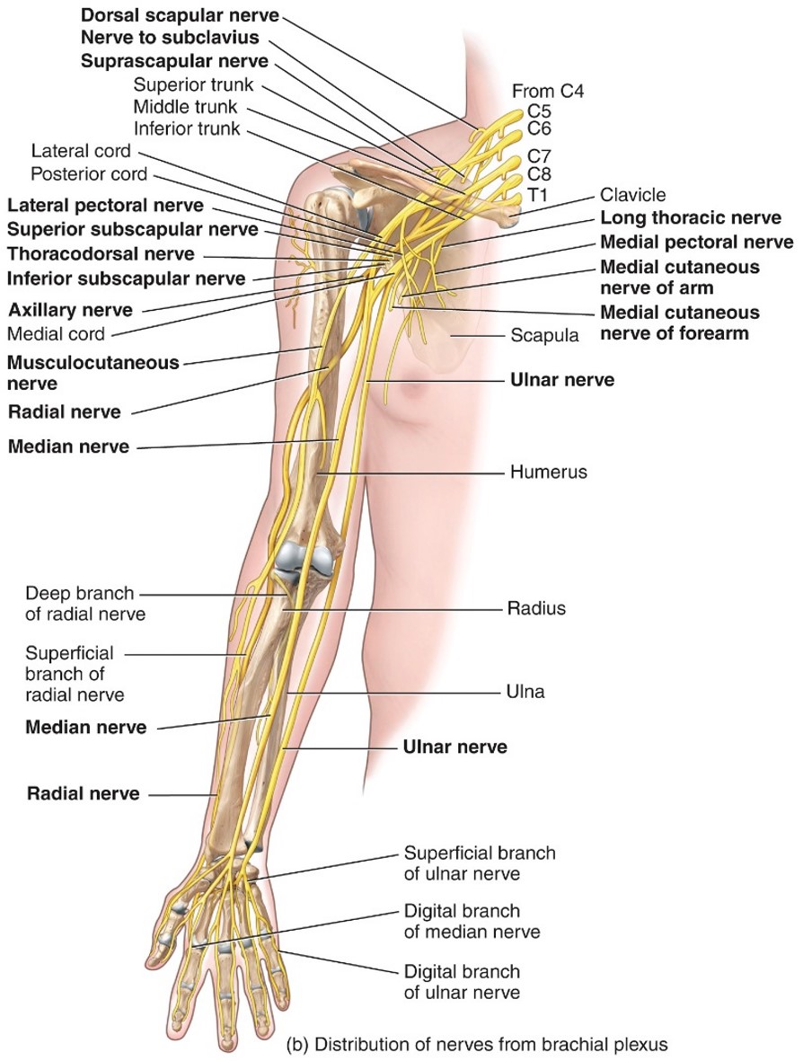 <ul><li><p>Brachial Plexus</p></li><li><p>C5-T1</p></li><li><p>Muscle of anterior forearm</p></li><li><p>Muscle of hand</p></li></ul>