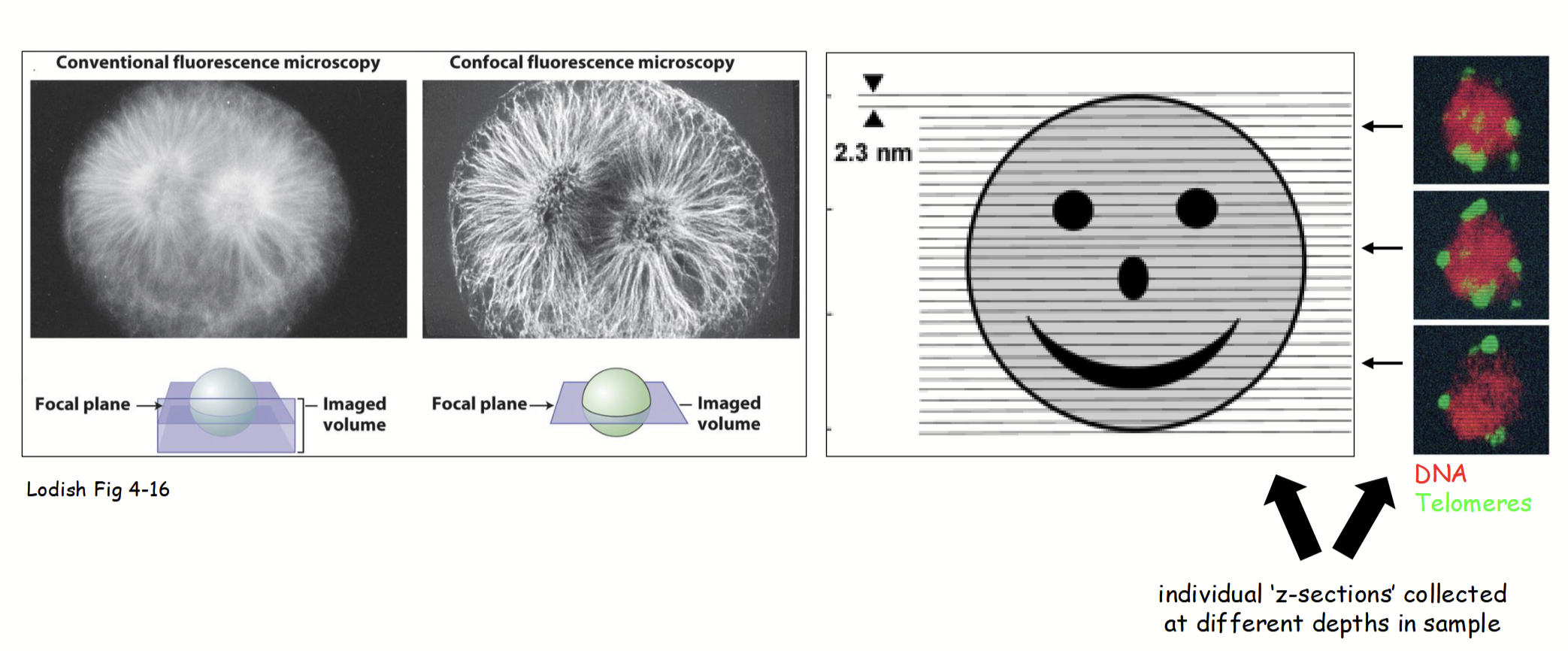 <p>In CLSM, the yielded individual 2D “optical slice” of the specimen that is less blurry than images obtained with standard fluorescence microscopy.</p><p>Individual parts are <u>collected at different depths in sample and combined</u> to form a stack and generate a 3D image.</p>