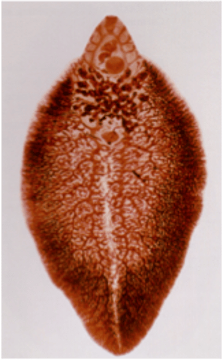 <p>can be seen with naked eye, look like leaves</p>