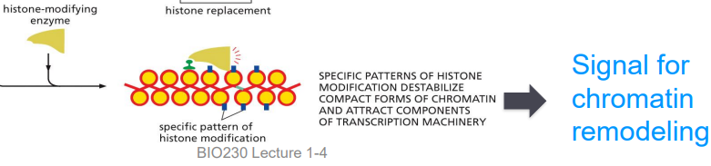 <p>AKA&nbsp;“writers”</p><p>produce specific patterns of histone modifications on specific amino acids of histone tails</p><p>patterns of histone modifications can increase/decrease gene accessibility&nbsp;</p><ul><li><p>can destabilize compact forms of chromatin</p></li><li><p>can attract components of transcription machinery</p></li></ul><p></p>