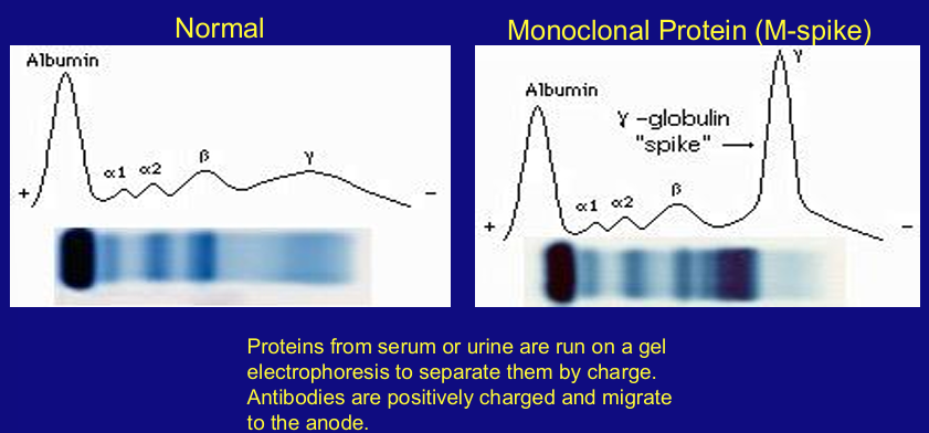<p>-monoclonal Ab secretion</p>