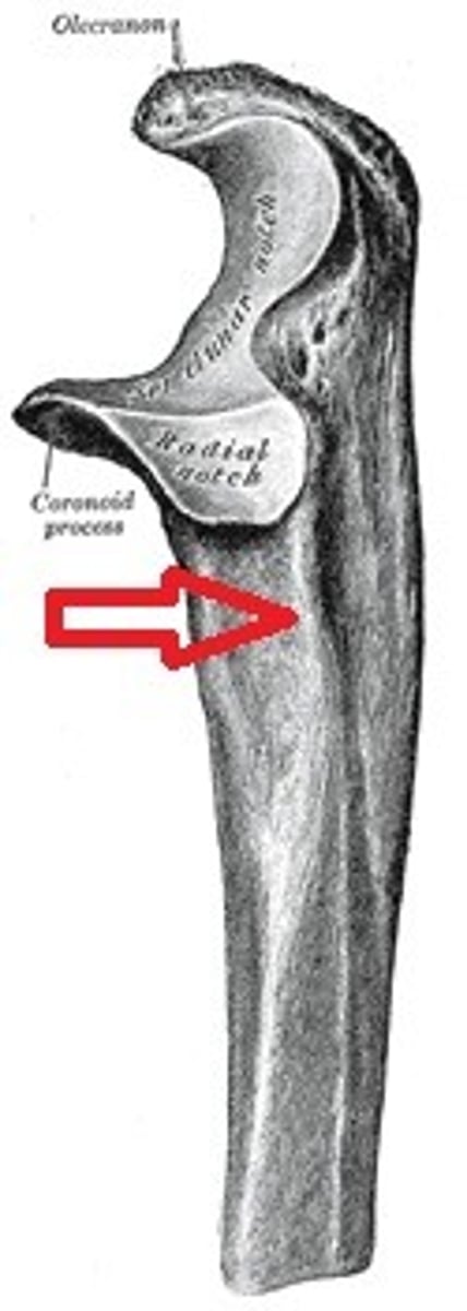 <p>short vertical ridge inferior to radial notch</p>