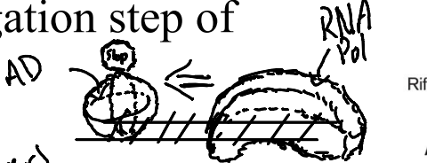 <p>Prevents the intiation step of transcription by binding to DNA from any source</p>