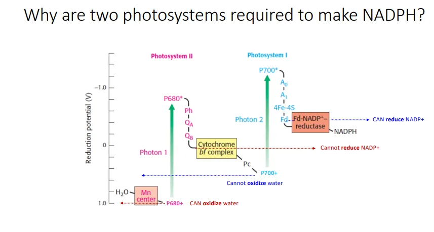 <ul><li><p>electrons are extracted from water molecules by the <strong>water-oxidising complex</strong> (manganese + tyrosine)</p></li><li><p>this replaces the electrons <strong>lost </strong>at photosystem <strong>II</strong>, which are <strong>excited </strong>by light</p></li><li><p>the excited electrons are passed through <strong>pheophytin</strong> and <strong>bound plastoquinone</strong> to a <strong>mobile plastoquinone</strong>, which is reduced to <strong>plastoquinol</strong></p></li><li><p>the <strong>cytochrome b6f complex</strong> transfers the electrons from plastoquinol to <strong>plastocyanin</strong></p></li><li><p>this replaces the electrons <strong>lost </strong>at photosystem <strong>I</strong>, which are <strong>excited </strong>by light</p></li><li><p>the excited electrons are passed through <strong>quinone </strong>and a series of <strong>Fe-S clusters </strong>to reduce <strong>ferredoxin</strong></p></li><li><p><strong>ferredoxin NADP+ reductase</strong> transfers the electrons from reduced ferredoxin to <strong>NADP+ </strong>to make <strong>NADPH</strong></p></li></ul><p></p>