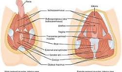 <p><span>external and internal anal sphincters, the ischiorectal fossae, and the levator ani and coccygeus muscles</span></p>