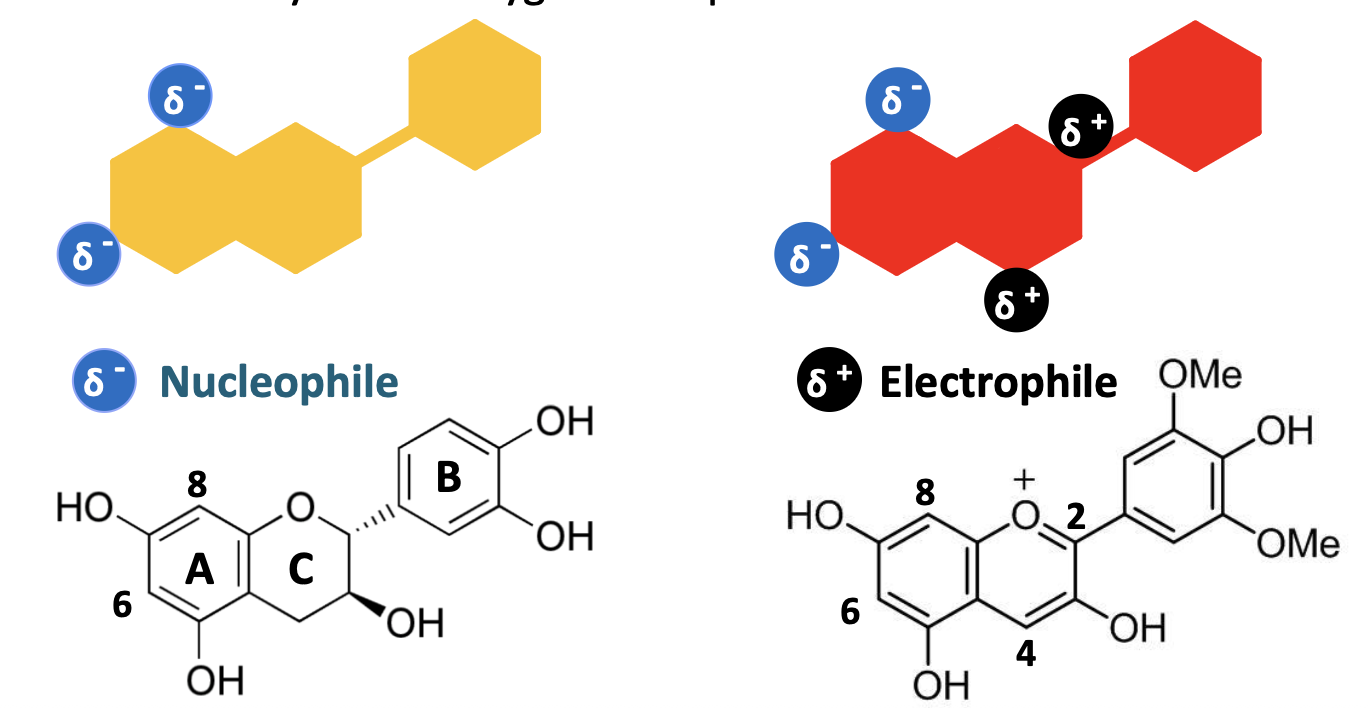 <ul><li><p>reactive due to electron density at various positions - high density regions = nucleophillic, will react with low density regions = electrophillic </p></li><li><p>electron density due to oxygenation pattern and double bonds </p></li><li><p>delta sign is used to indicate partial charge, so partial negative charge on the tannin (yellow) and partial positive charge on the anthocyanin (red) </p></li></ul><p></p>