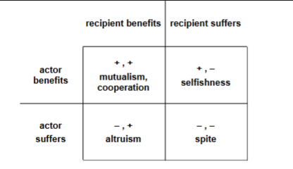 <p>involves mutualism, selfishness, altruism and spite</p>