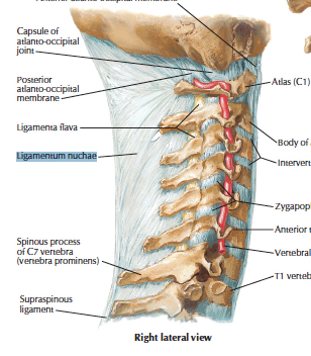 <p>As the supraspinous ligament extends passed the C7 vertebrae, it forms this triangular sheet like structure. It attaches superiiorly at the posterior aspect of the inferior skull and to the C7 spinous processes. The anterior border of the triangle connects with all of the cervical spinous processes. This ligament supports the head and resists unwanted movements, as well as muscle attachments.</p>
