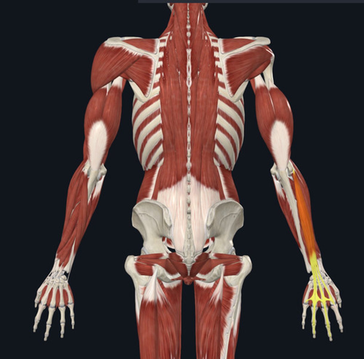<ul><li><p><u>Origin:</u>&nbsp;Humerus</p></li><li><p><u>Insertion:</u>&nbsp;<strong>Digits</strong>, fingers</p></li><li><p><u>Action:</u>&nbsp;<strong>Finger (digit) extension</strong>, wrist extension</p></li></ul><p></p>