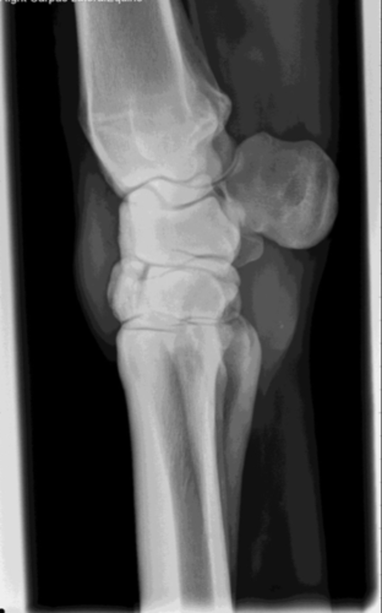 <p>Name the view and the anatomical region within the radiograph</p>