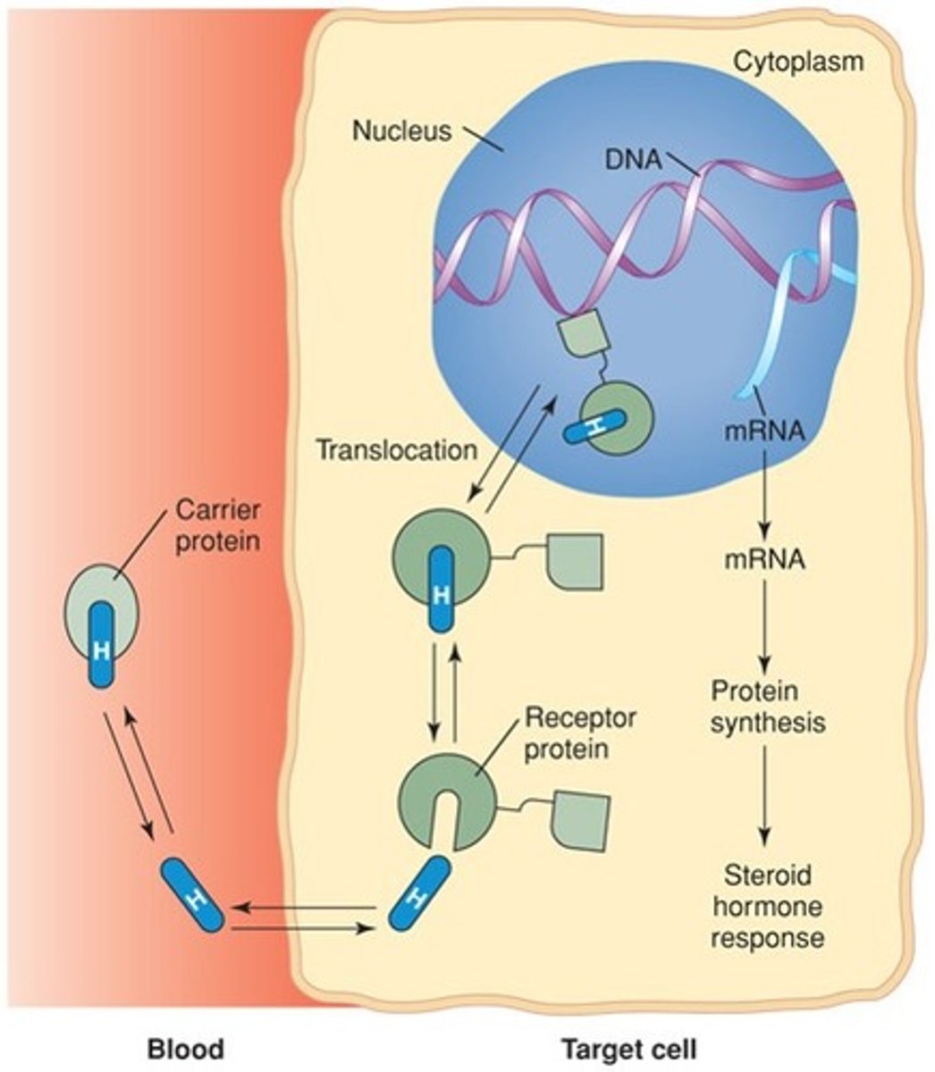 <p>Target cells have receptors, which are protein molecules that recognize and bind specific hormones. Cells other than target cells lack correct receptors and are unaffected. The mechanism by which a hormone influences target cells depends on the chemical makeup of the hormone</p>