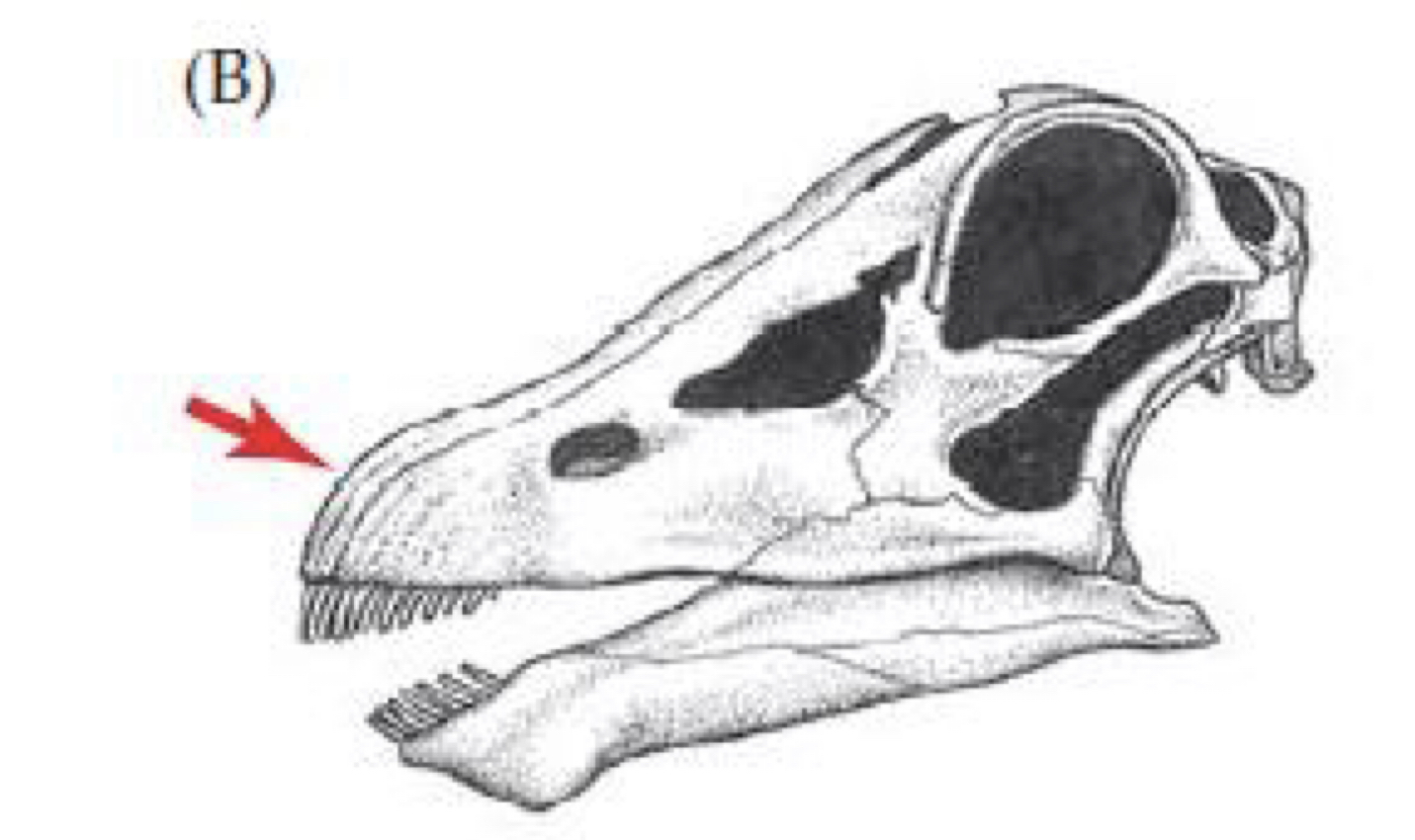 What type of Sauropod does this skull belong to?