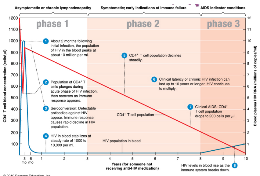 <p>A patient with AIDS (phase 3) has a low TH count. Why does this patient have trouble making antibodies?</p><ol><li><p>T<sub>H</sub> cells produce antibodies directly.</p></li><li><p>T<sub>H</sub>&nbsp;cells are required to activate B cells to produce antibodies.</p></li><li><p>T<sub>H</sub>&nbsp;cells kill invading pathogens.</p></li><li><p>T<sub>H</sub>&nbsp;cells become cytotoxic T lymphocytes that kill infected body cells.</p></li></ol><p></p>