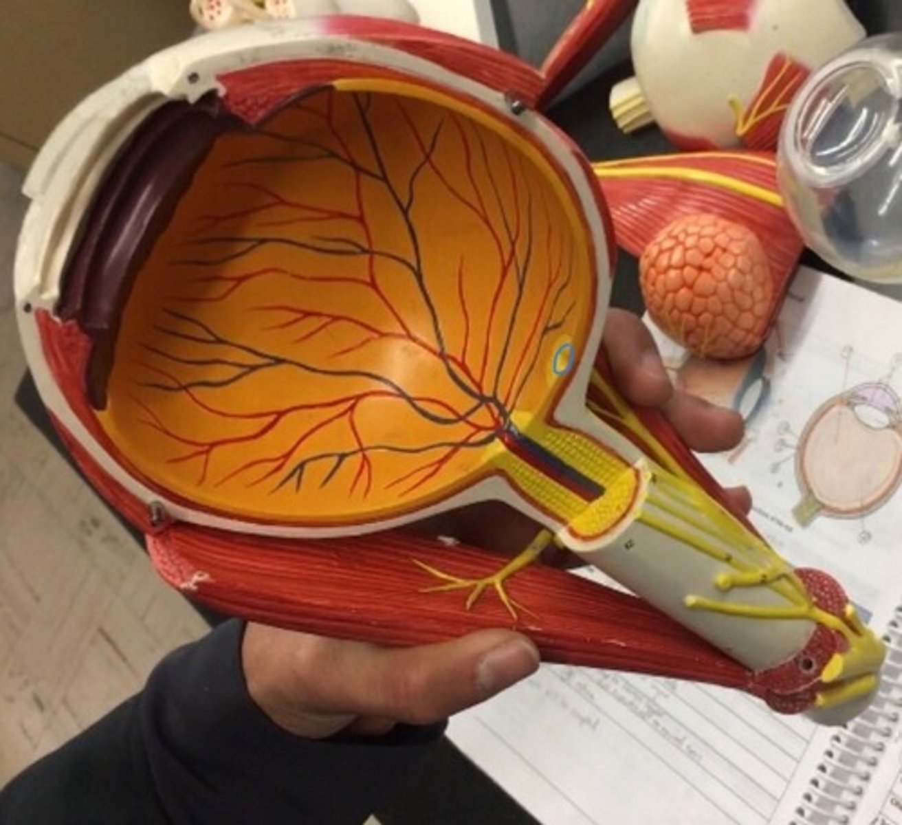 <p>a small depression in the retina of the eye where visual acuity is highest. The indent of the yellow dot on the model.</p>
