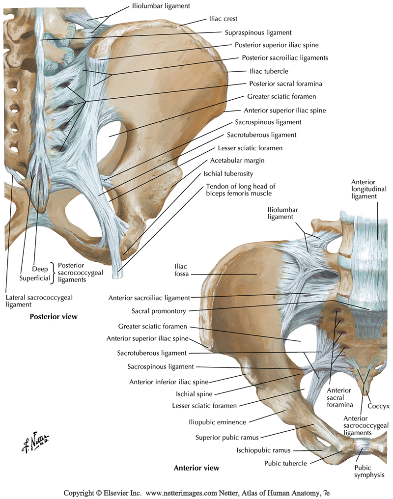 <ol><li><p>Sacroiliac</p><ol><li><p><span style="background-color: transparent;"><span>Anteriror and posterior sacroiliac ligaments </span></span></p><ol><li><p><span style="background-color: transparent;"><span>Attach to the ilium and sacrum laterally </span></span></p></li></ol></li><li><p><span style="background-color: transparent;"><span>iliolumbar ligament</span></span></p><ol><li><p><span style="background-color: transparent;"><span>superiro/ inferior attachment between ilia and lumbar region</span></span></p></li></ol></li><li><p>Sacrospinous</p><ol><li><p>attaches sacrum to</p><p>ischial spine</p></li></ol></li><li><p>Sacrotuberous </p><ol><li><p>attaches sacrum to</p><p class="p1">ischial tuberosities</p></li></ol></li></ol></li></ol><ol start="2"><li><p><span style="background-color: transparent;"><span>Regular joints</span></span></p><ol><li><p><span style="background-color: transparent;"><span>Anterior and posterior sacroccoygeal ligaments attach to the sacrum and coccyx</span></span></p></li></ol></li></ol><p></p>