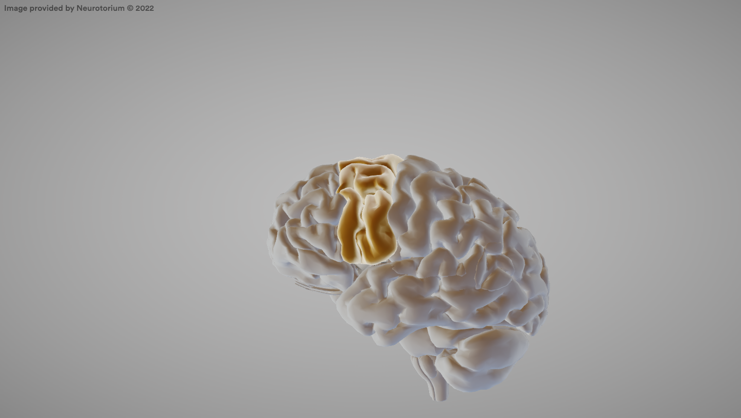 <p>The area of the cerebral cortex involved in planning and sequencing movements.</p>