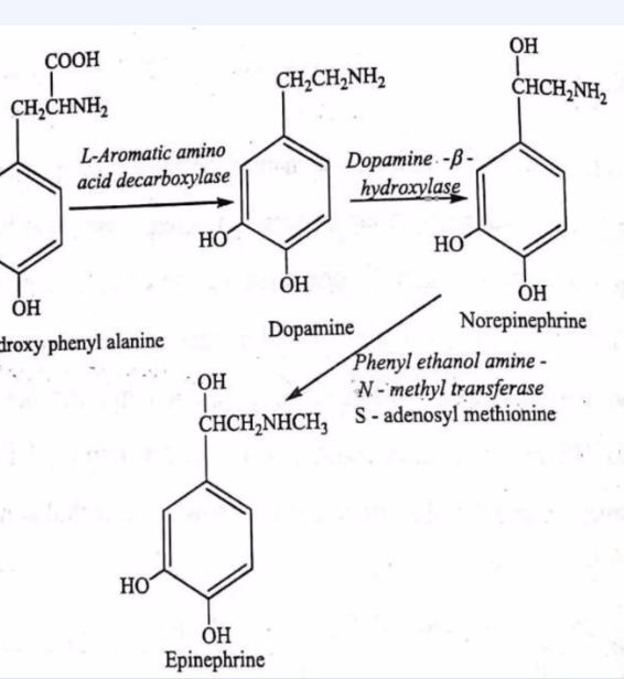 <p>Tips for transferase detection ex here is addition of methyl group to the norepinephrine</p>