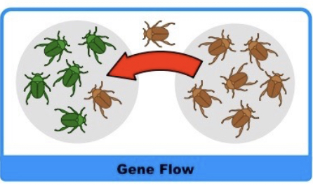 Movement of individuals of gametes

Tends to reduce variation between populations